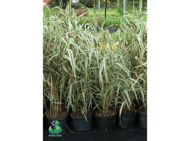 Phalaris arundinaceae var. picta